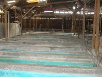Botia Stock House 1