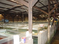 Jakarta Farm 6