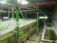 New Botia Stock House 3