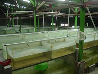 New Botia Stock House 4