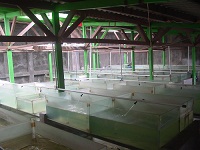 New Botia Stock House 5